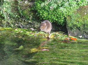 Water vole crop
